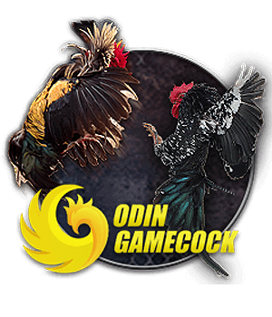 Odin gamecock